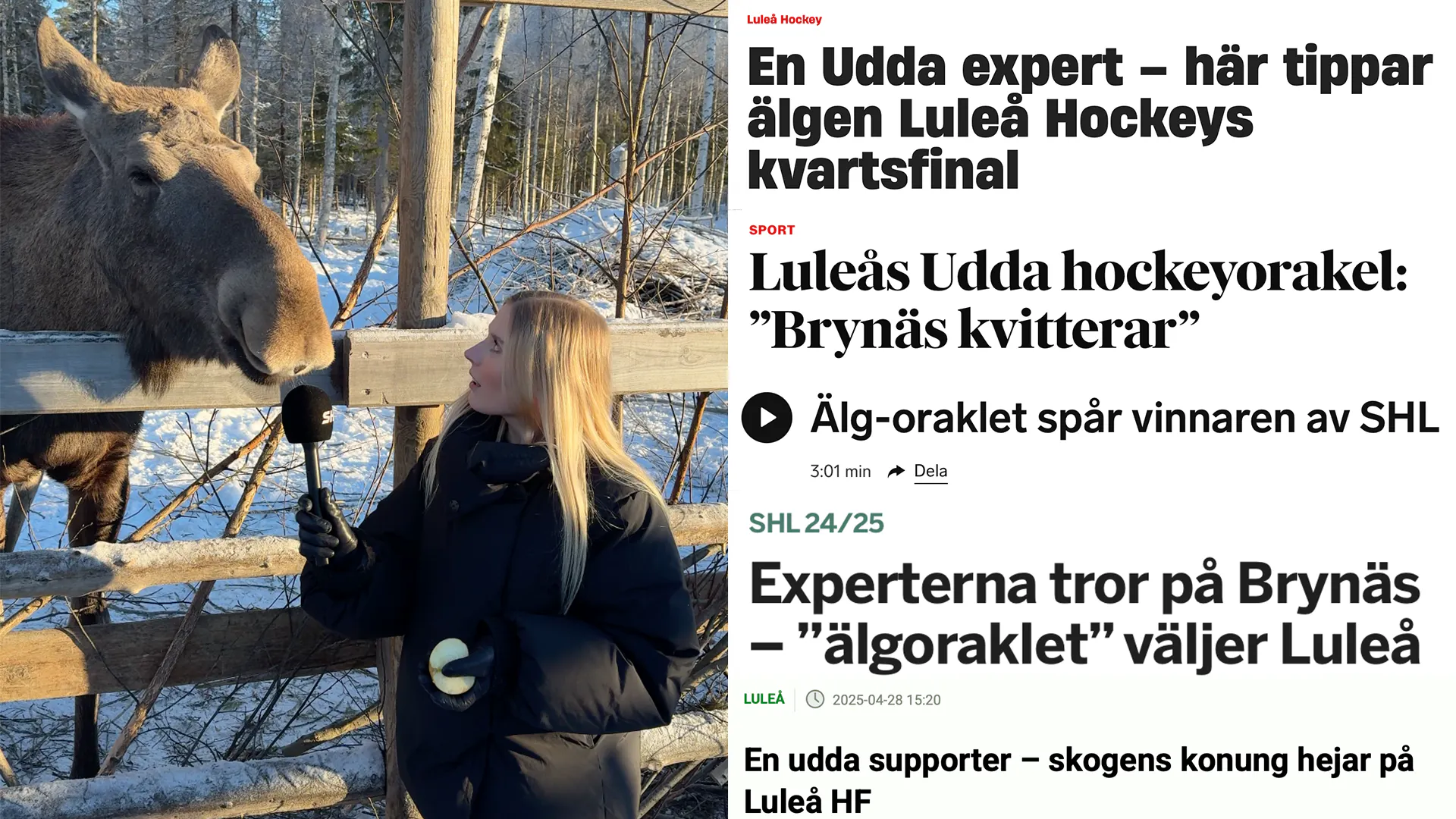 Älgen Udda tippade vinnaren av SM-guldet | SHL